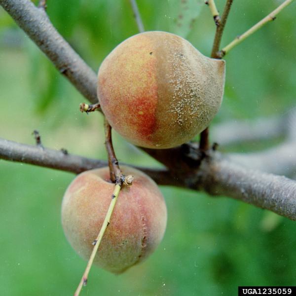 discolored peaches on a branch